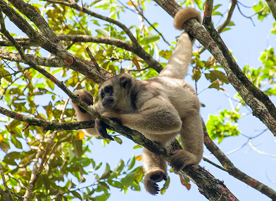 Brachyteles hypoxanthus (muriqui del norte)