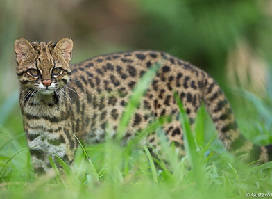 Leopardus gutullus (gato montés)
