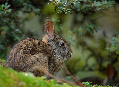 Sylvilagus brasiliensis (tapetí)