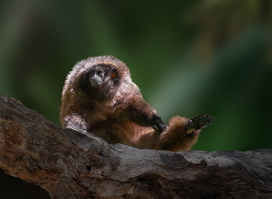 Callicebus nigrifrons (tití de frente negra)