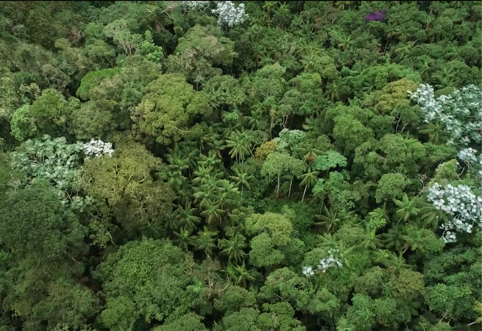 Proyecto de <b>Reforestación de la Mina Gebara con Árboles Nativos</b>.