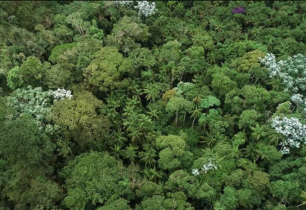 Proyecto de <b>Reforestación de la Mina Gebara con Árboles Nativos</b>.