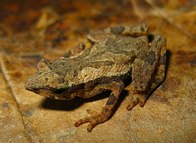 Dendrophryniscus carvalhoi (rana)