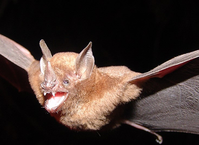 Carollia brevicauda (murciélago de cola corta)