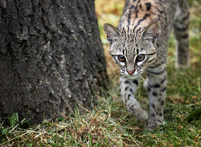 Leopardus tigrinus (tigrillo)