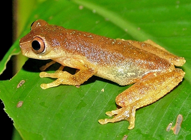 Dendropsophus ruschii (rana)