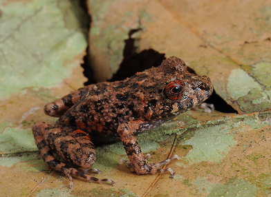 Ischnocnema verrucosa (rana)