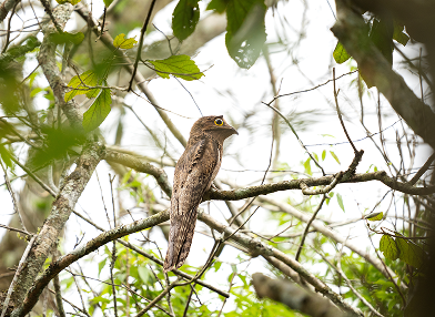 Nyctibius aethereus (nictibio etéreo)