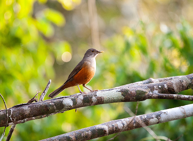 Turdus fumigatus (zorzal plomizo)