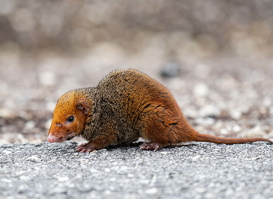 Monodelphis scalops (comadrejita enana de tres rayas)
