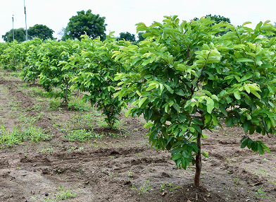 Psidium guajava