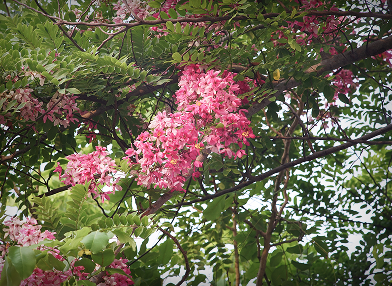 Cassia grandis
