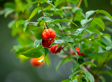 Eugenia uniflora