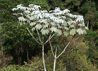 Cecropia hololeuca