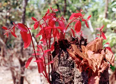 Syzygium sp.