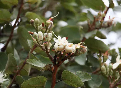 Hymenaea courbaril