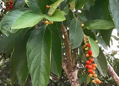 Citharexylum myrianthum