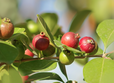 Psidium cattleyanum