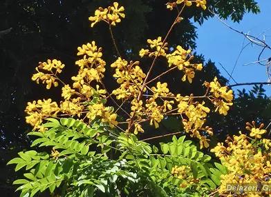 Melanoxylon brauna