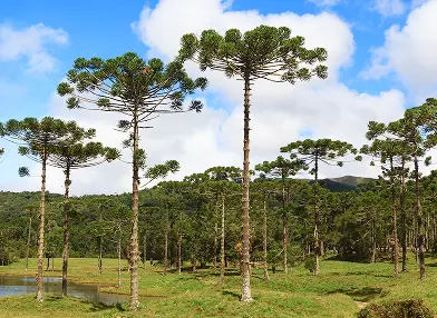 Araucaria angustifolia