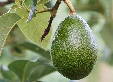 Persea americana