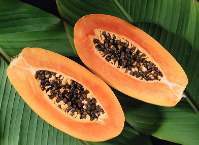 Carica papaya