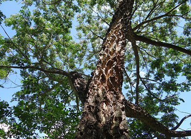Samanea inopinata