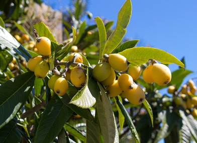 Eriobotrya japonica