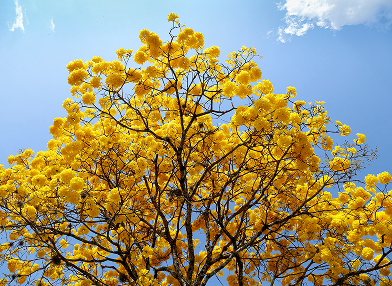 Handroanthus serratifolius