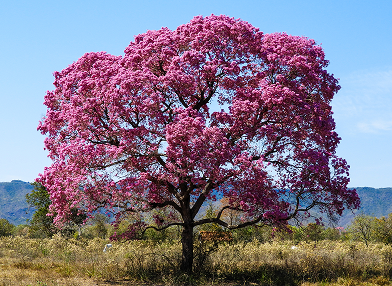 Handroanthus sp.