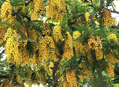 Cassia ferruginea