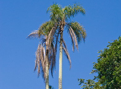 Euterpe edulis